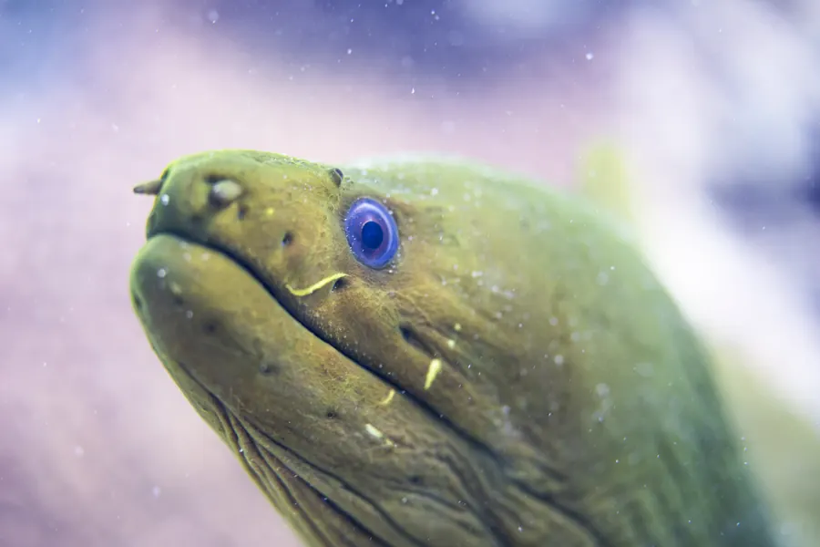 Close-up of a green moray eel on the reef