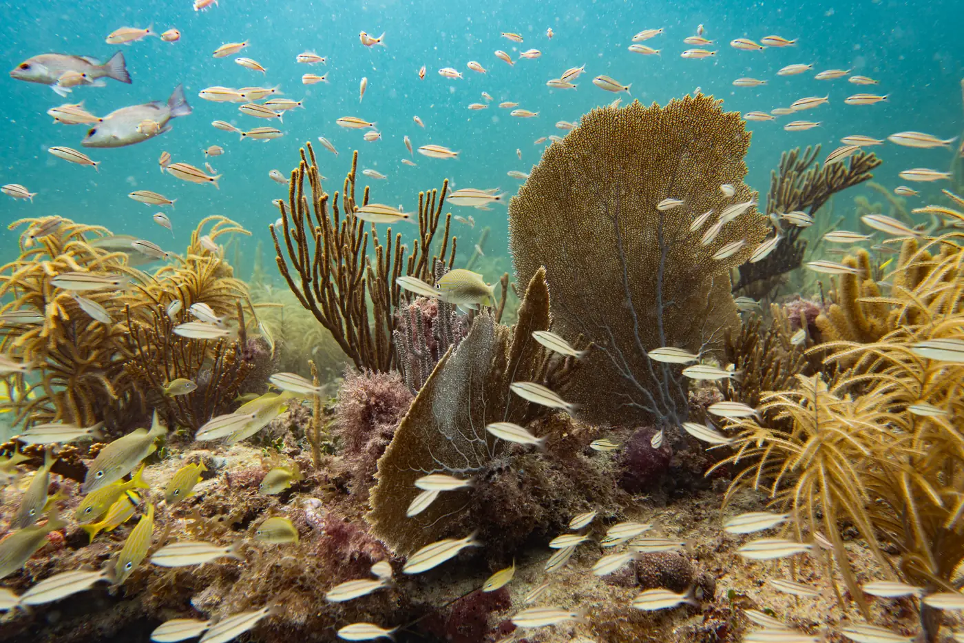 Sea fans and gorgonians on the nearshore reef with schools of fish above