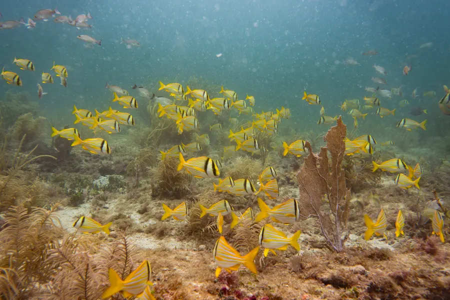 A school of porkfish moving over the reef