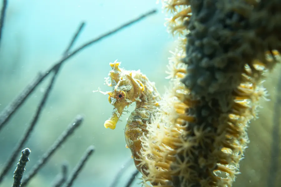 A lined seahorse holding onto a sea rod