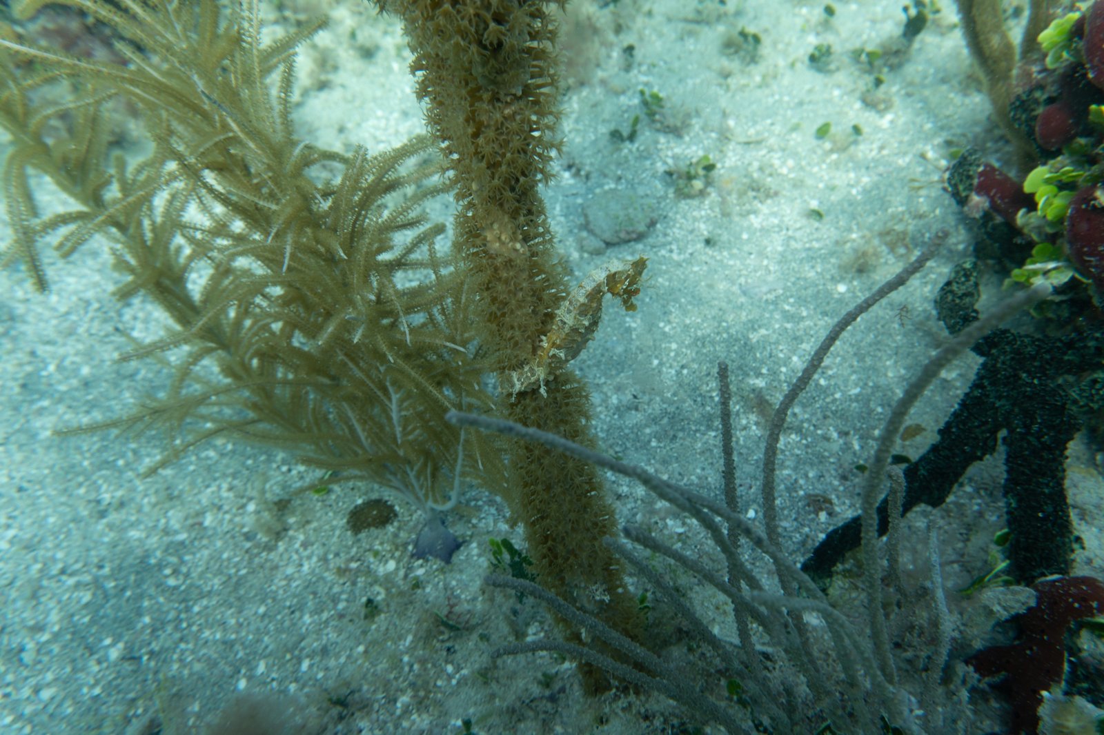 Lined Seahorse