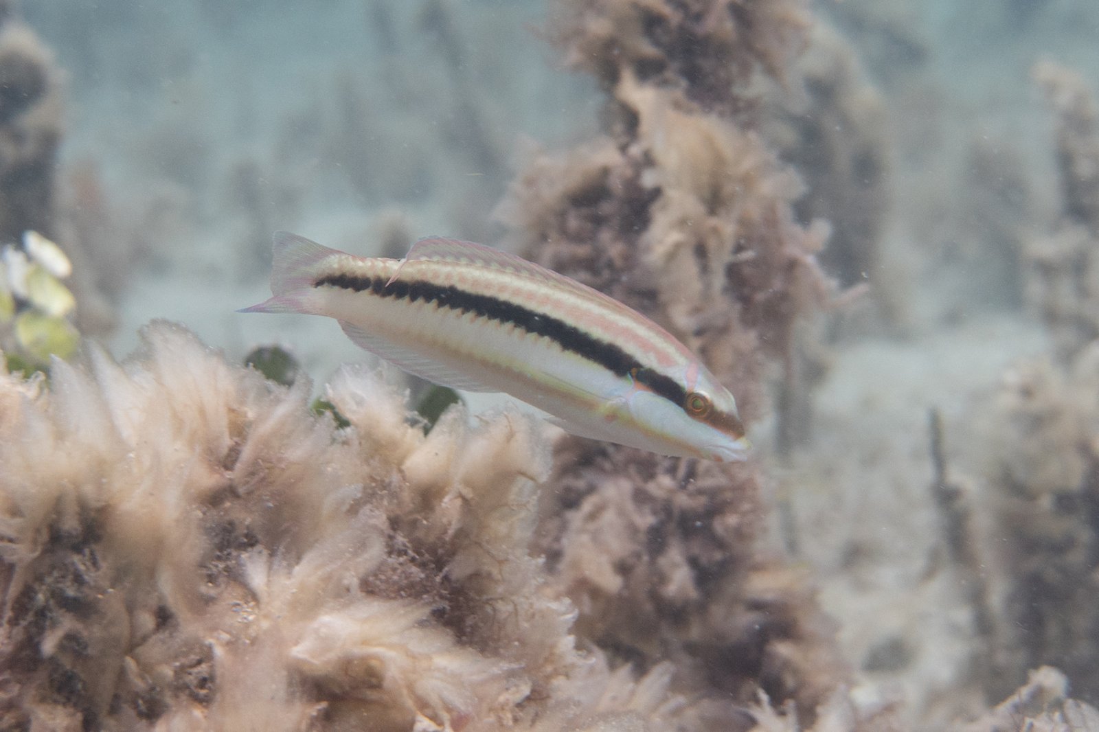 Slippery Dick - Juvenile