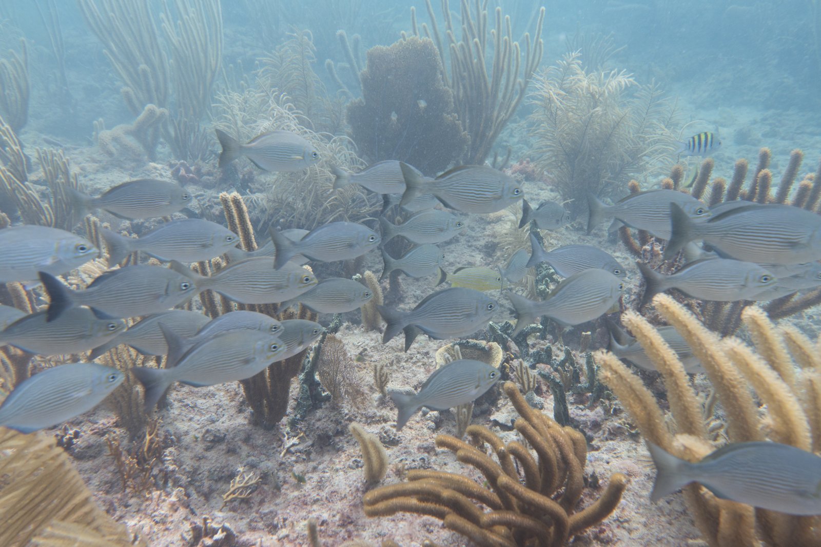 Bermuda chub