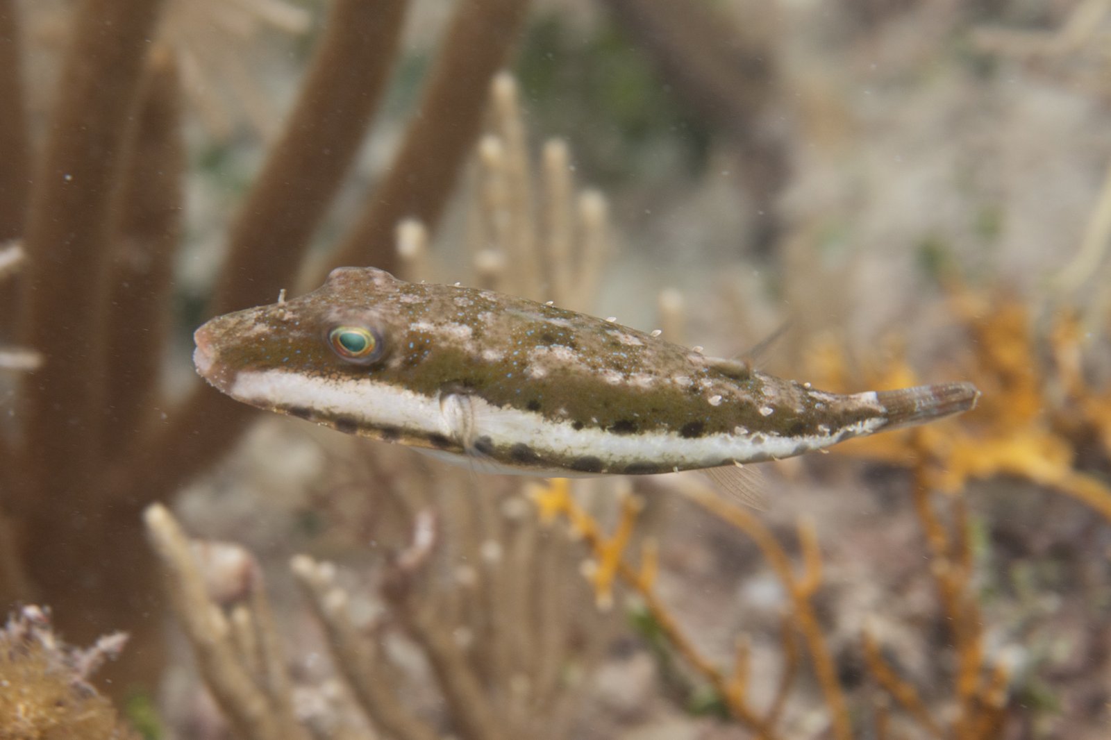 Bandtail Puffer