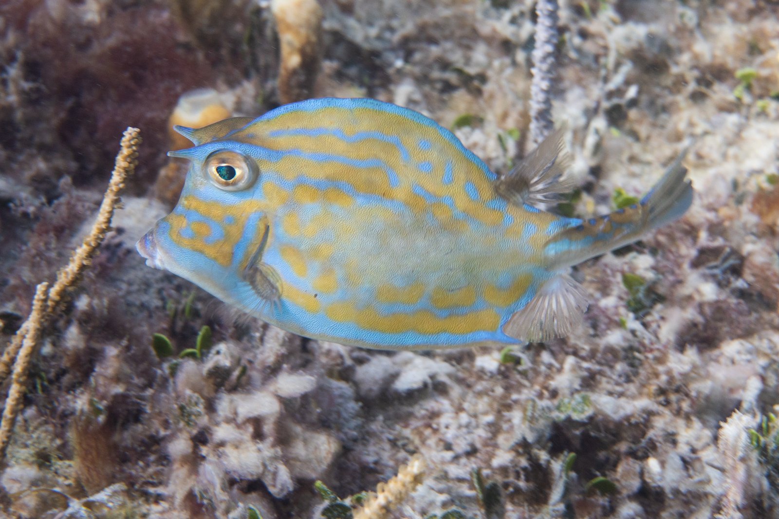 Scrawled Cowfish