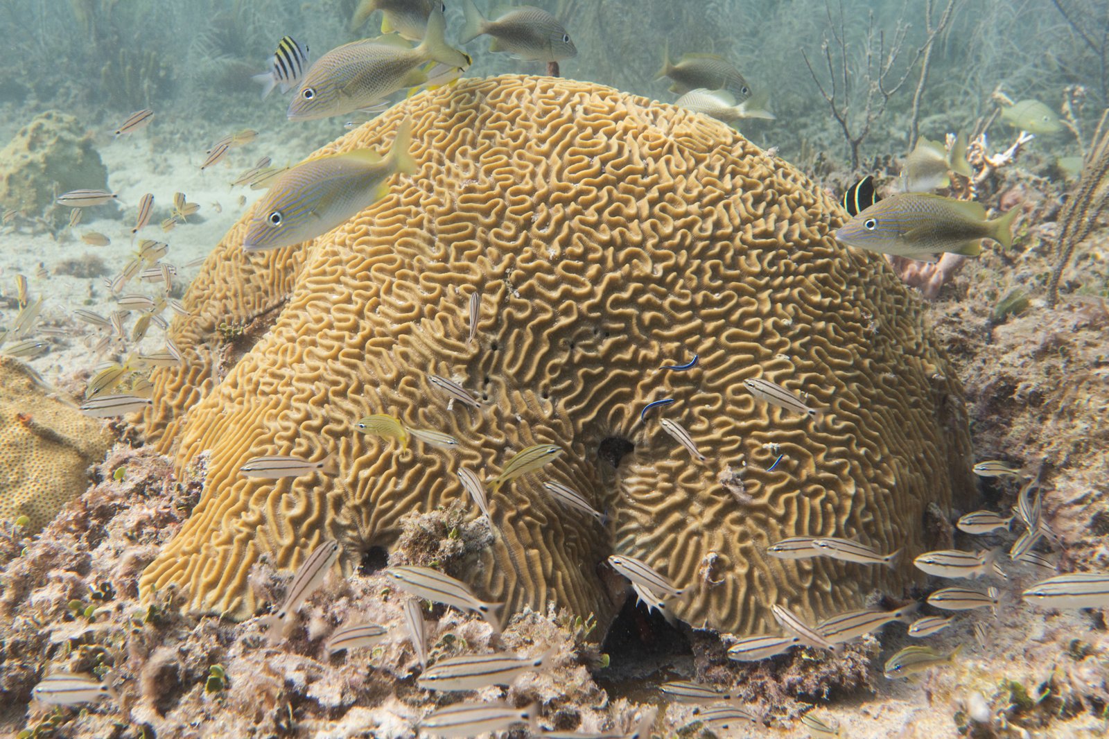 Symmetrical Brain Coral