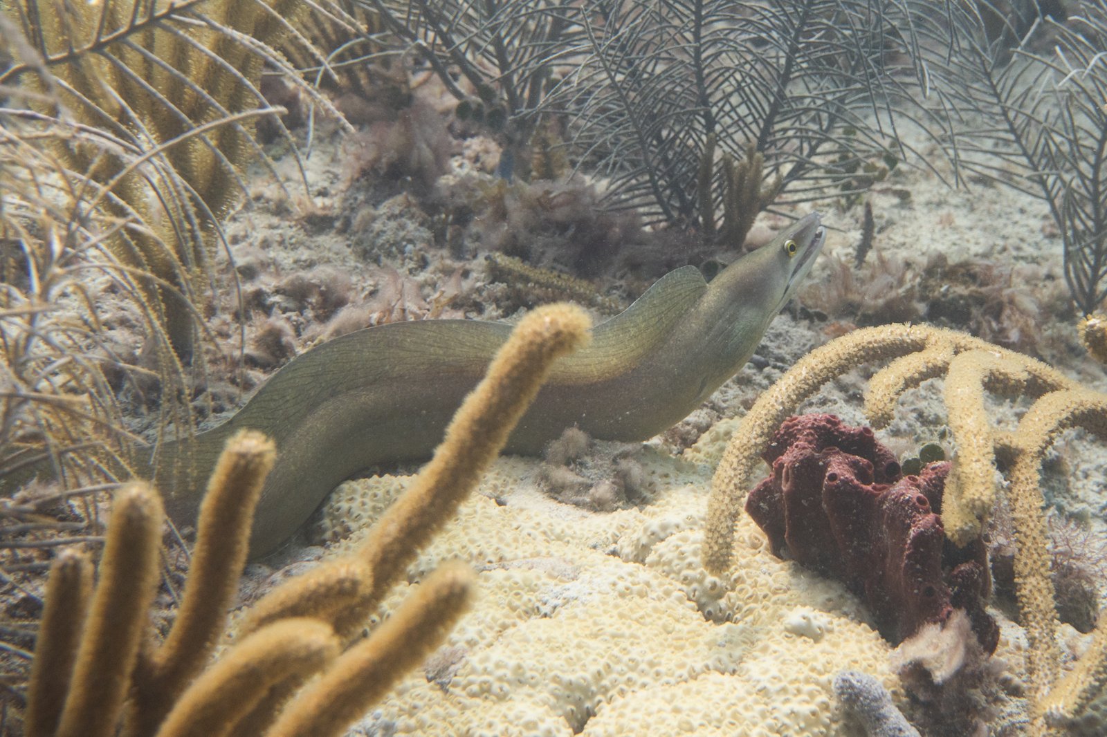 Purple Mouth Moray Eel