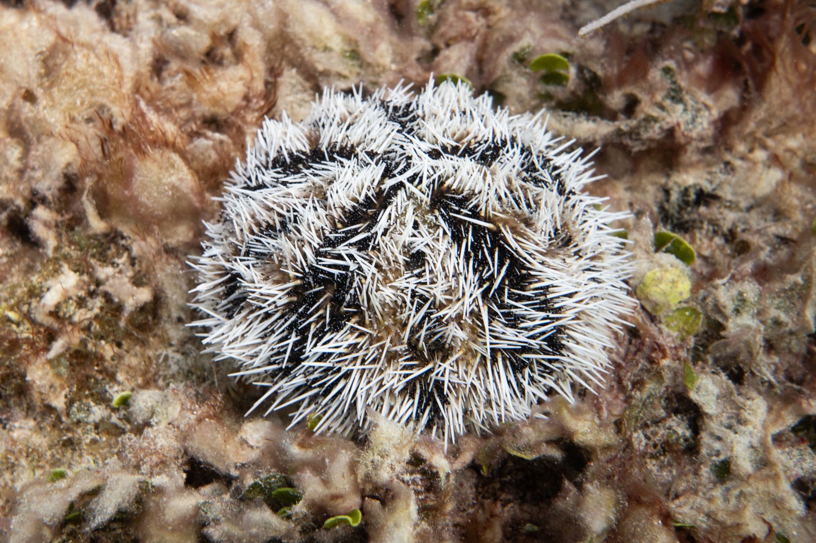 West Indian Sea Egg