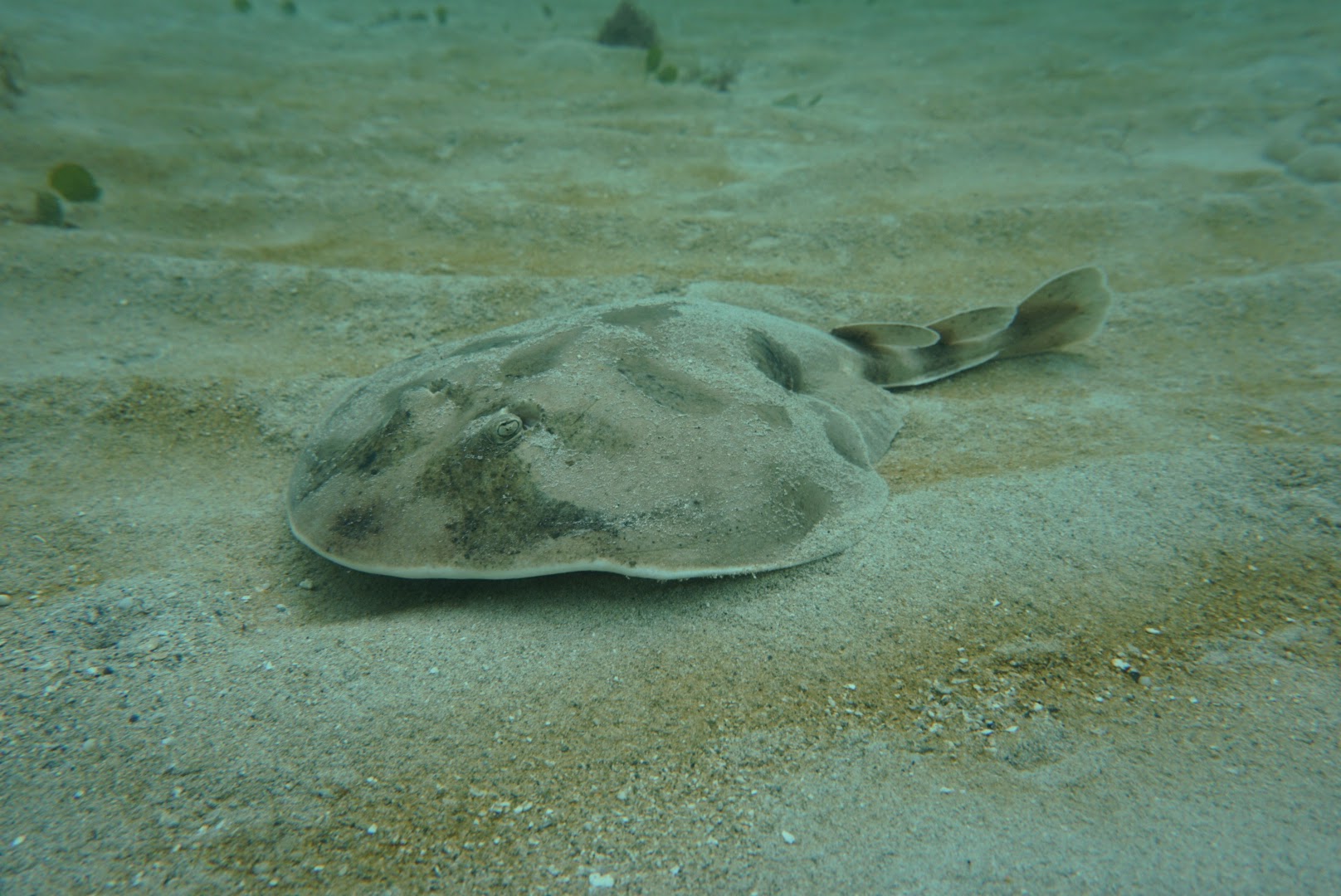 Lesser Electric Ray
