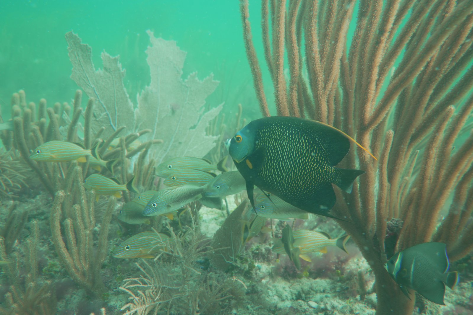French Angelfish