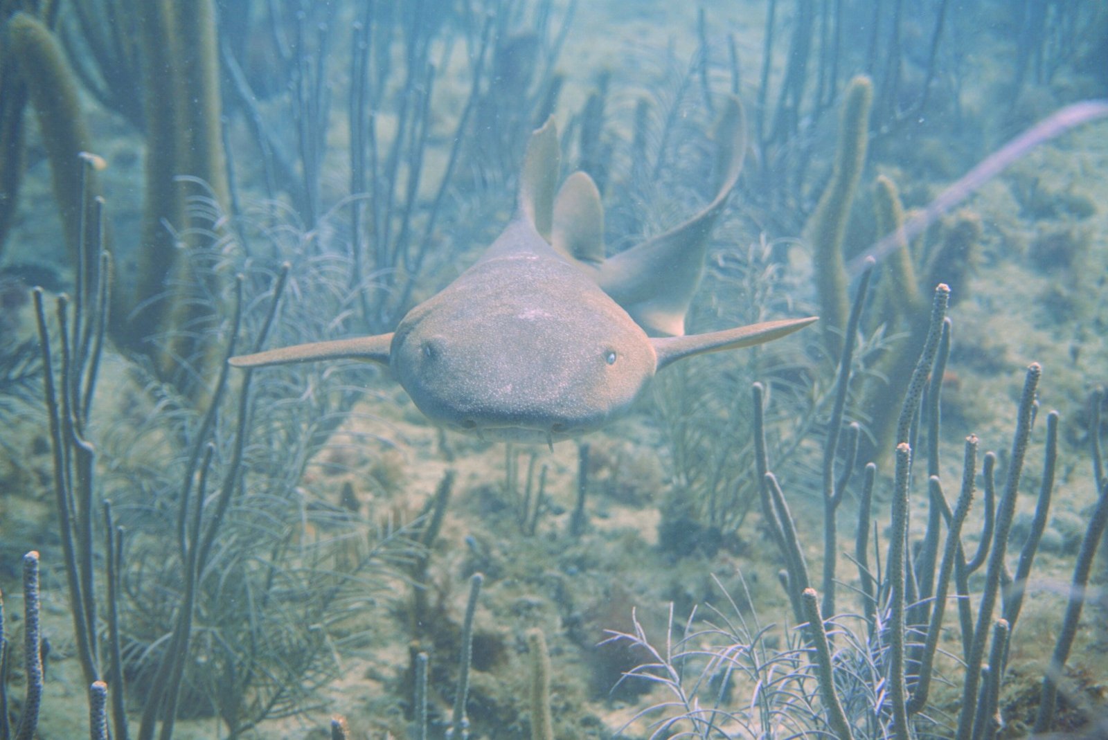 Nurse Shark