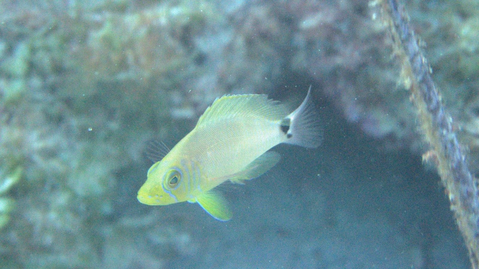 Juvenile Hamlet