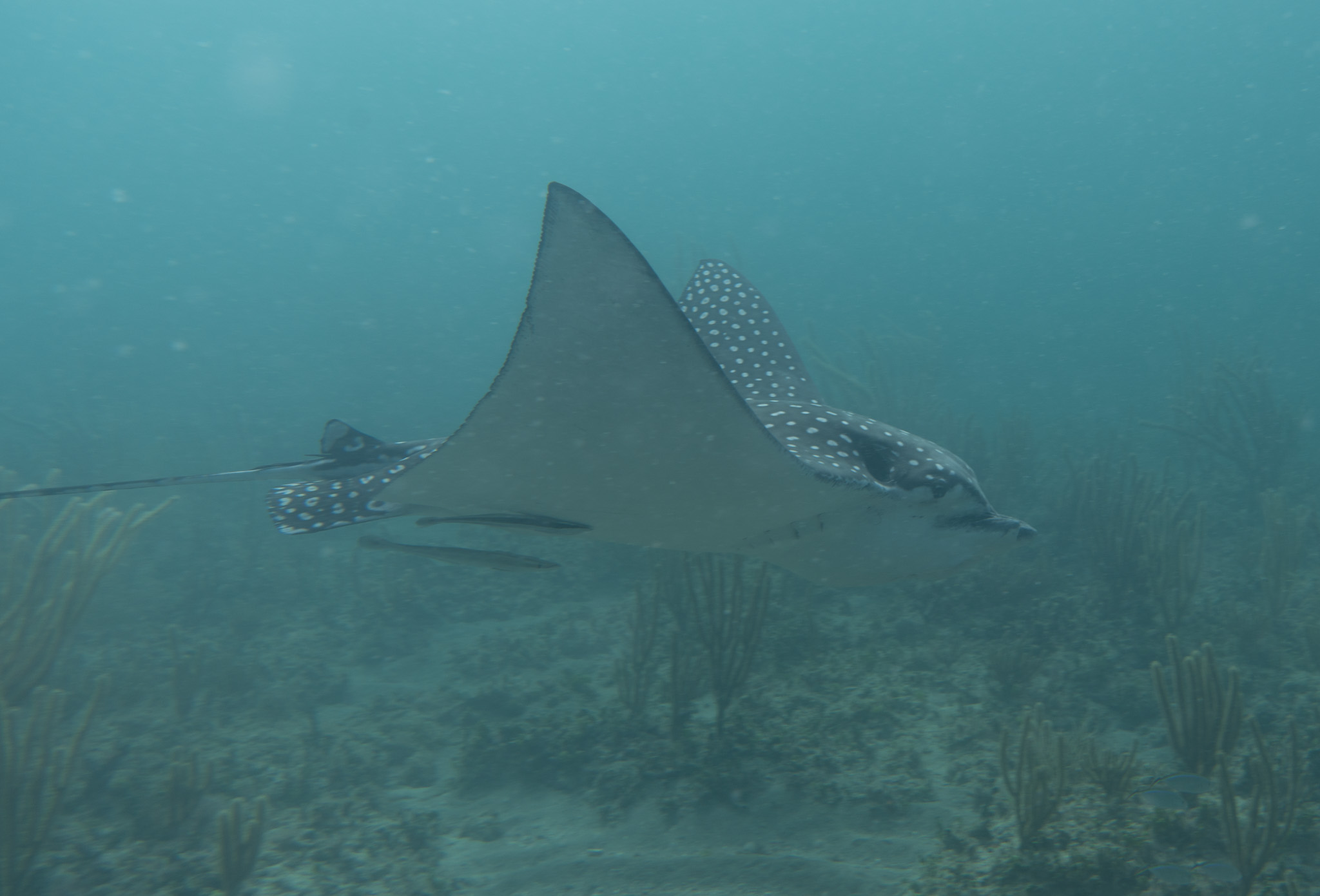 Spotted Eagle Ray