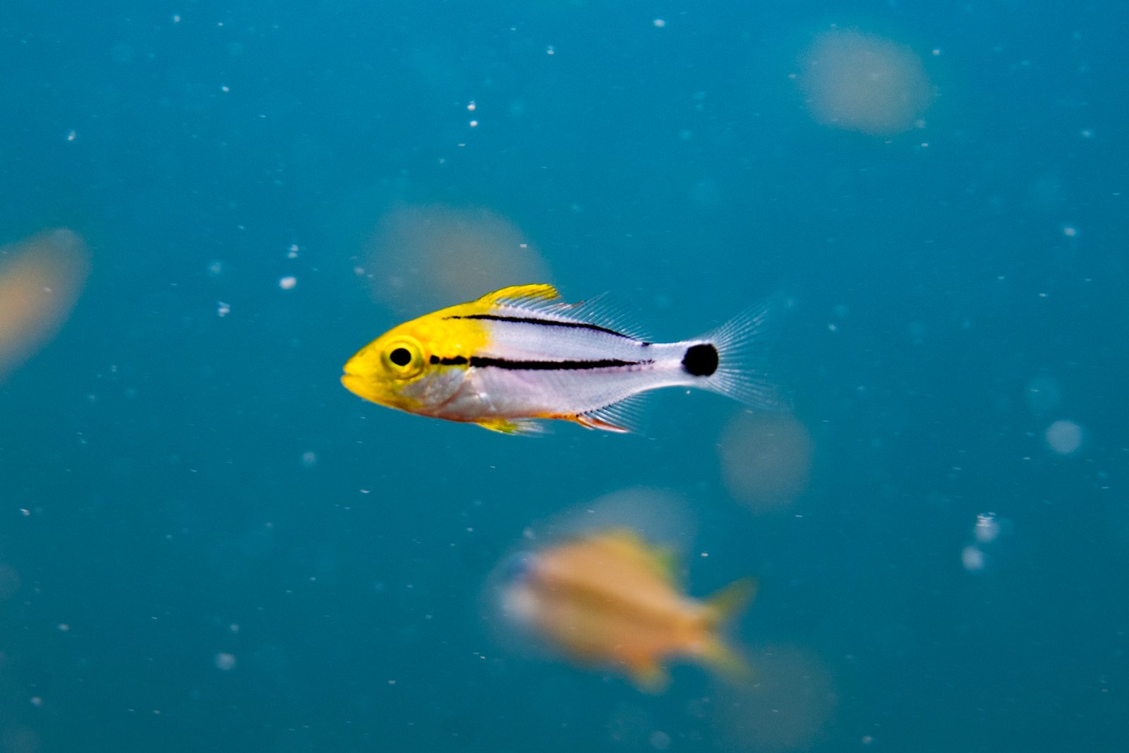 Porkfish (juvenile)