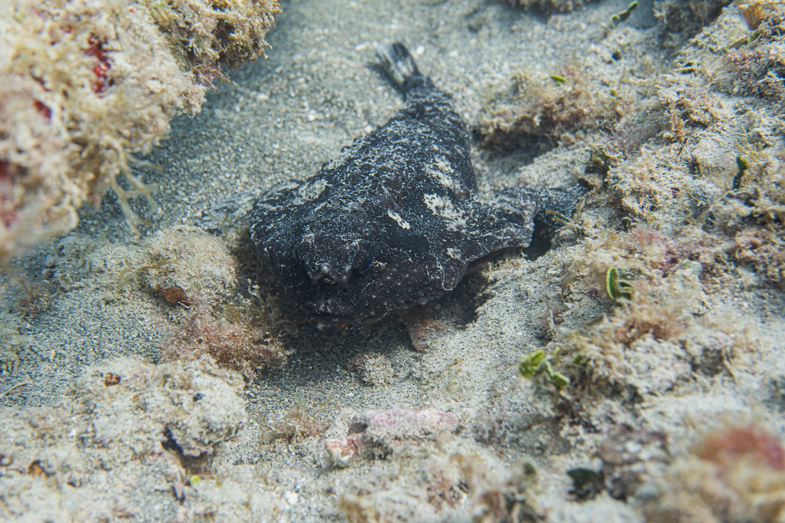 Short nose batfish