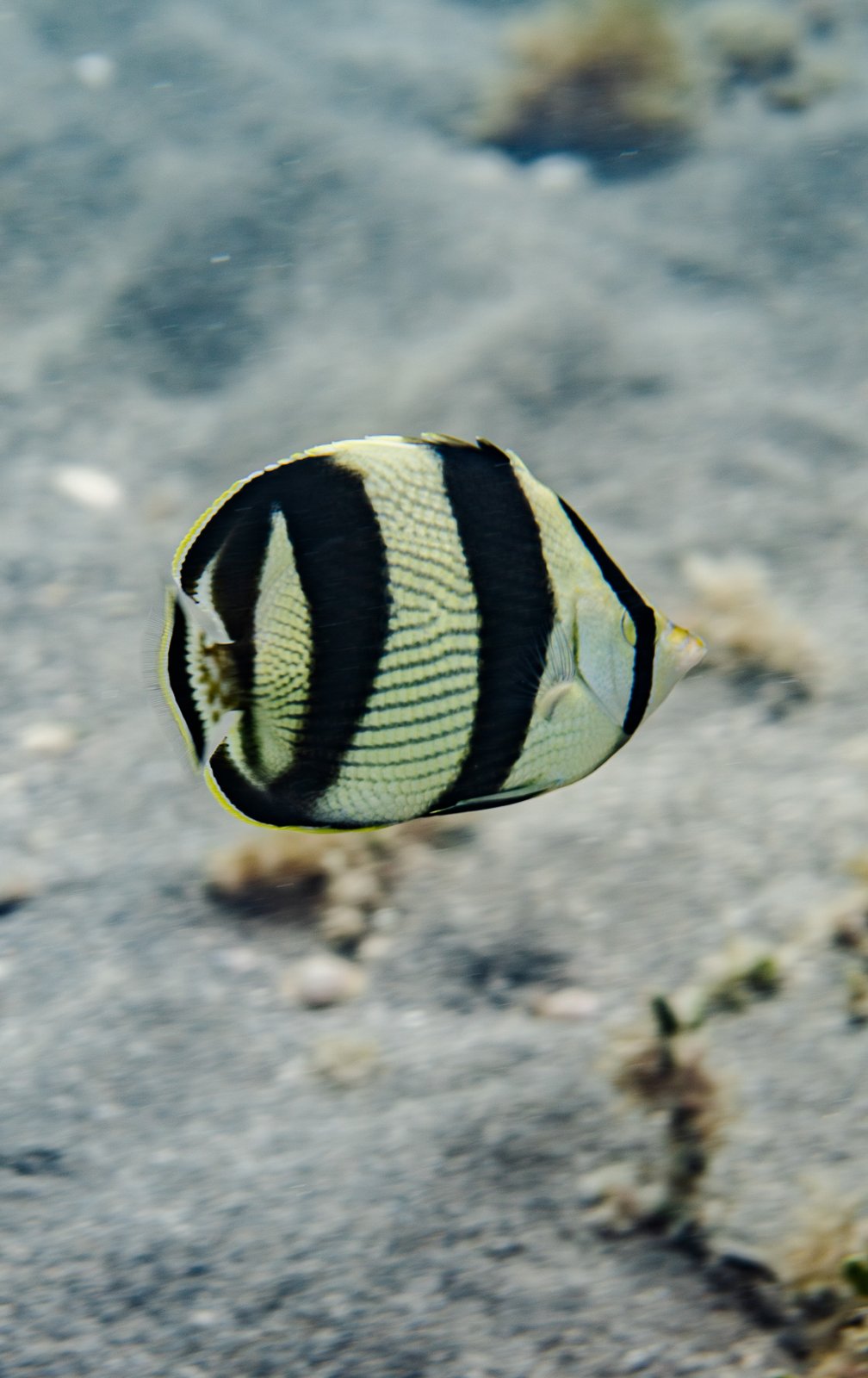 Banded Butterflyfish