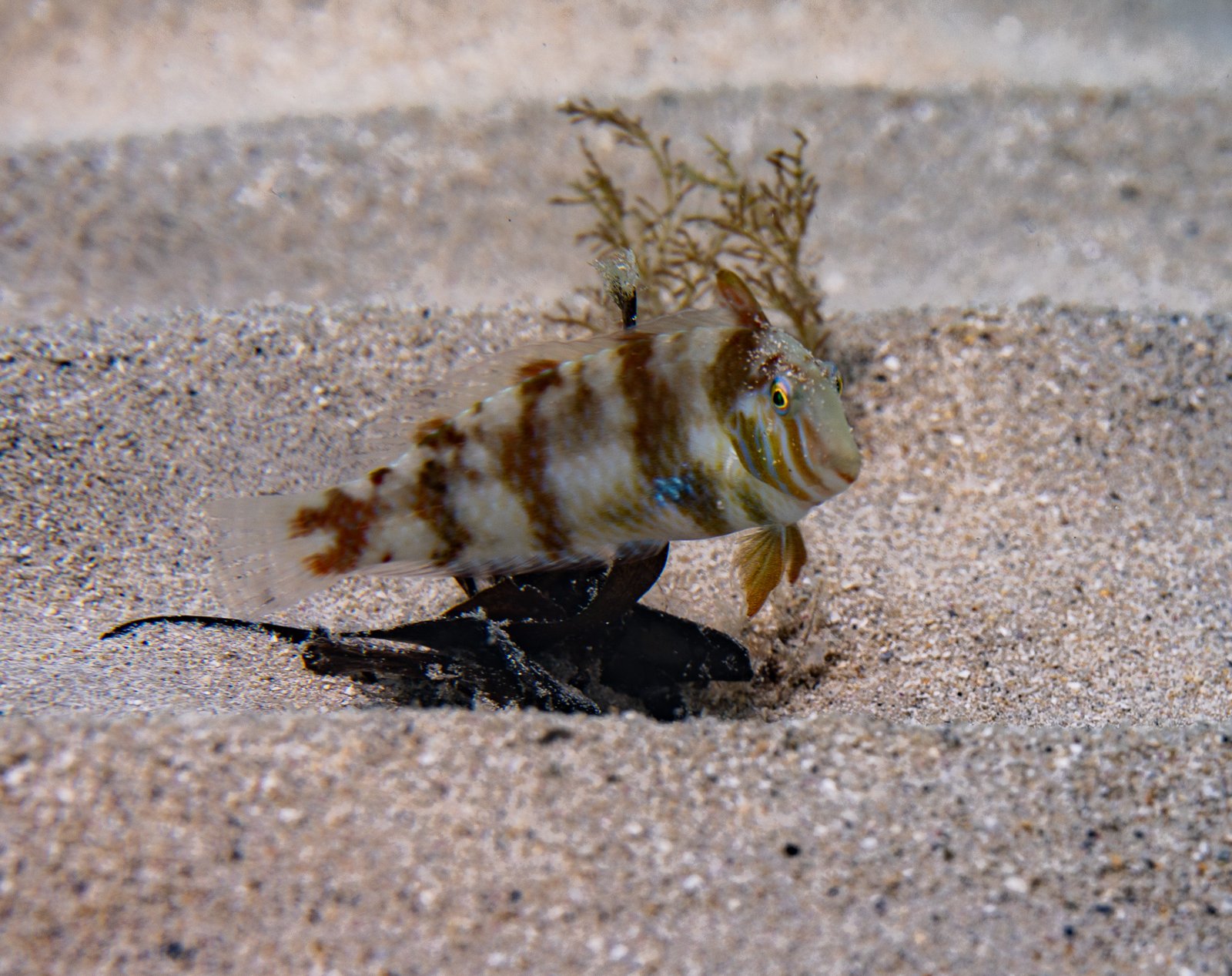 Rosie Blenny