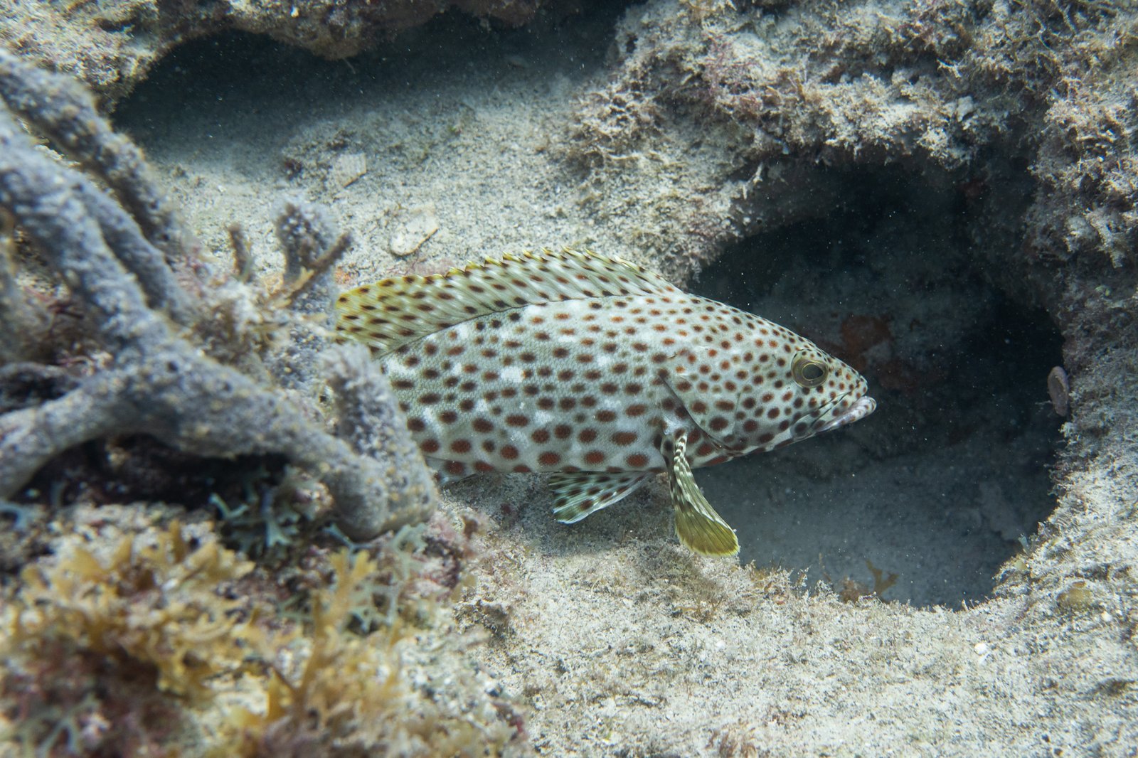 strawberry grouper