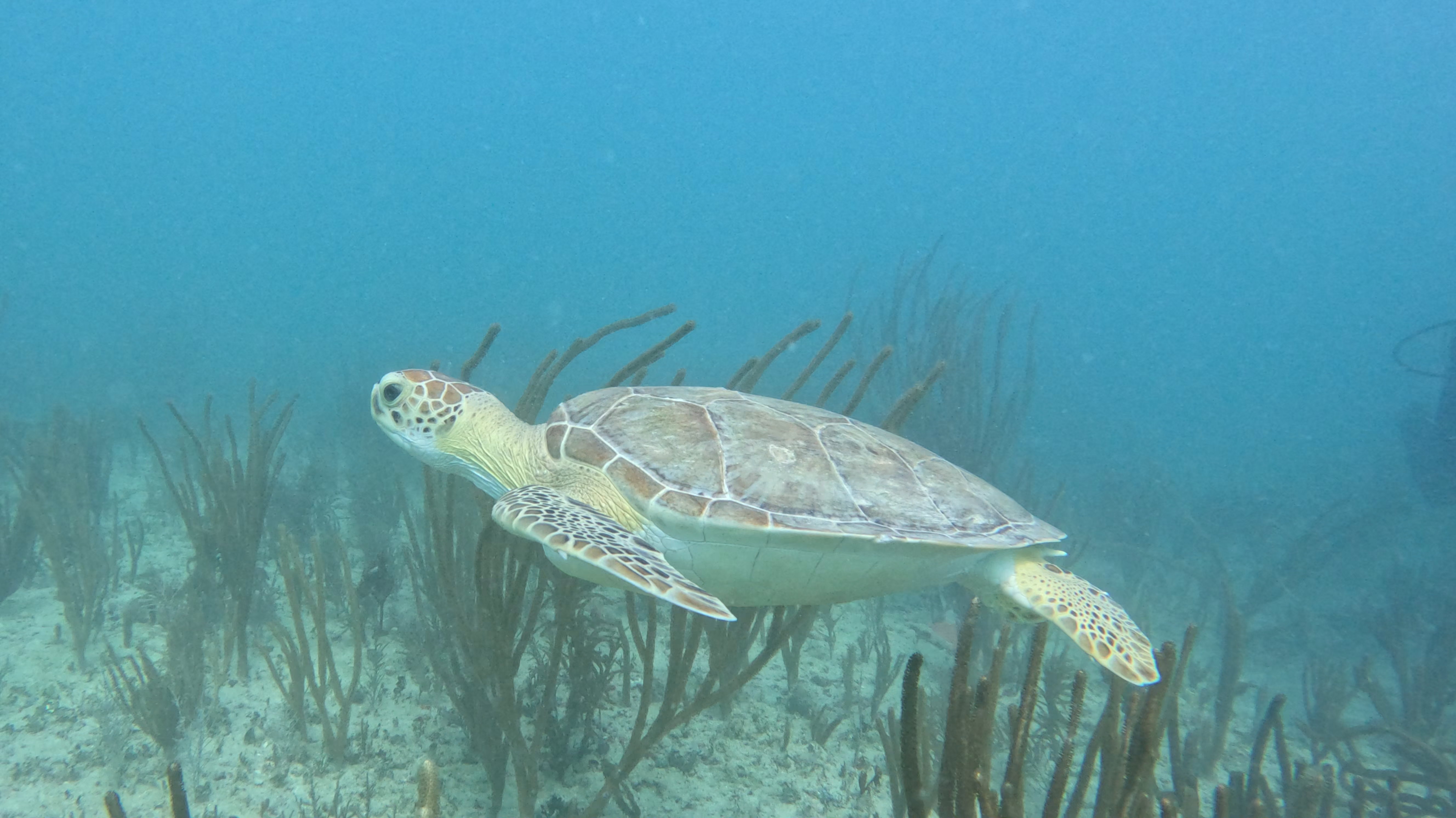 Green Sea Turtle