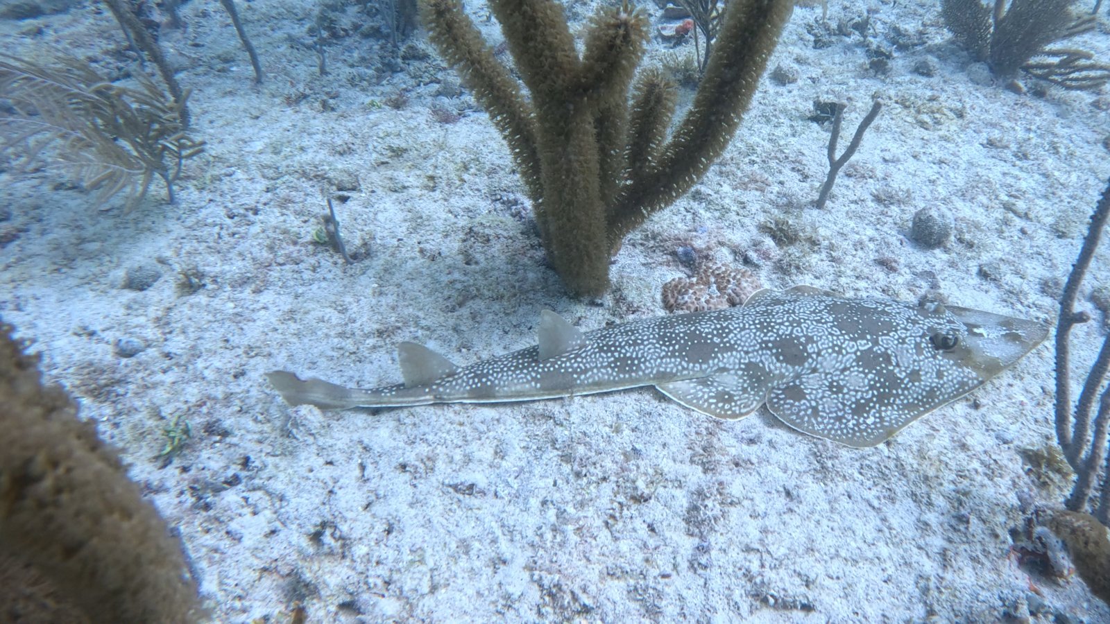 Atlantic Guitarfish