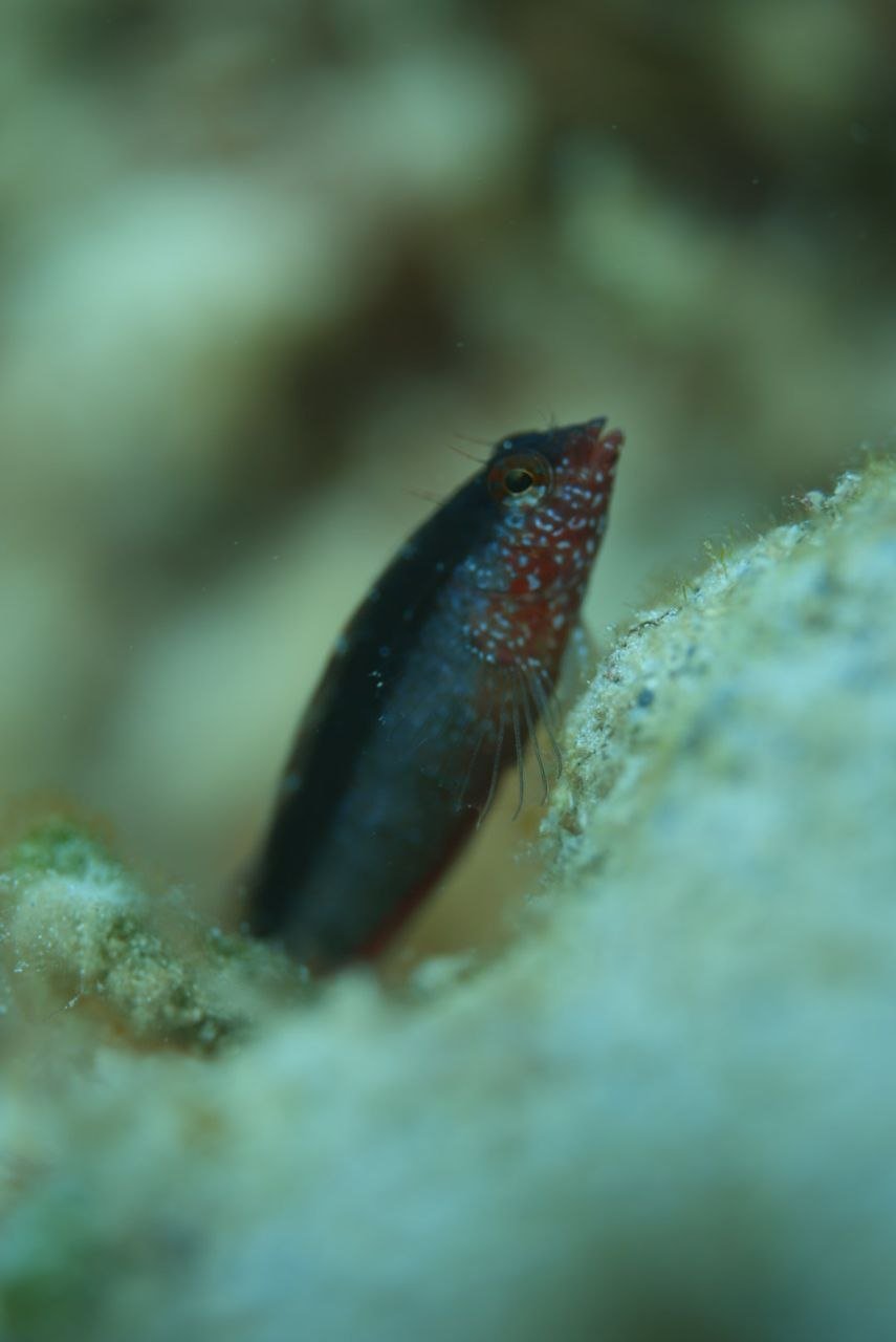 Rosey Blenny