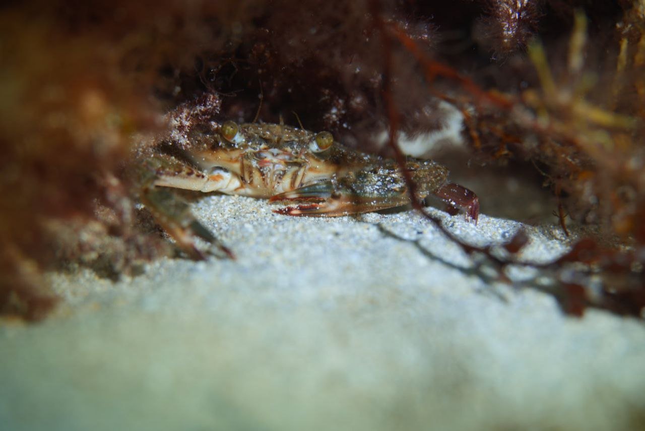 Blue crab