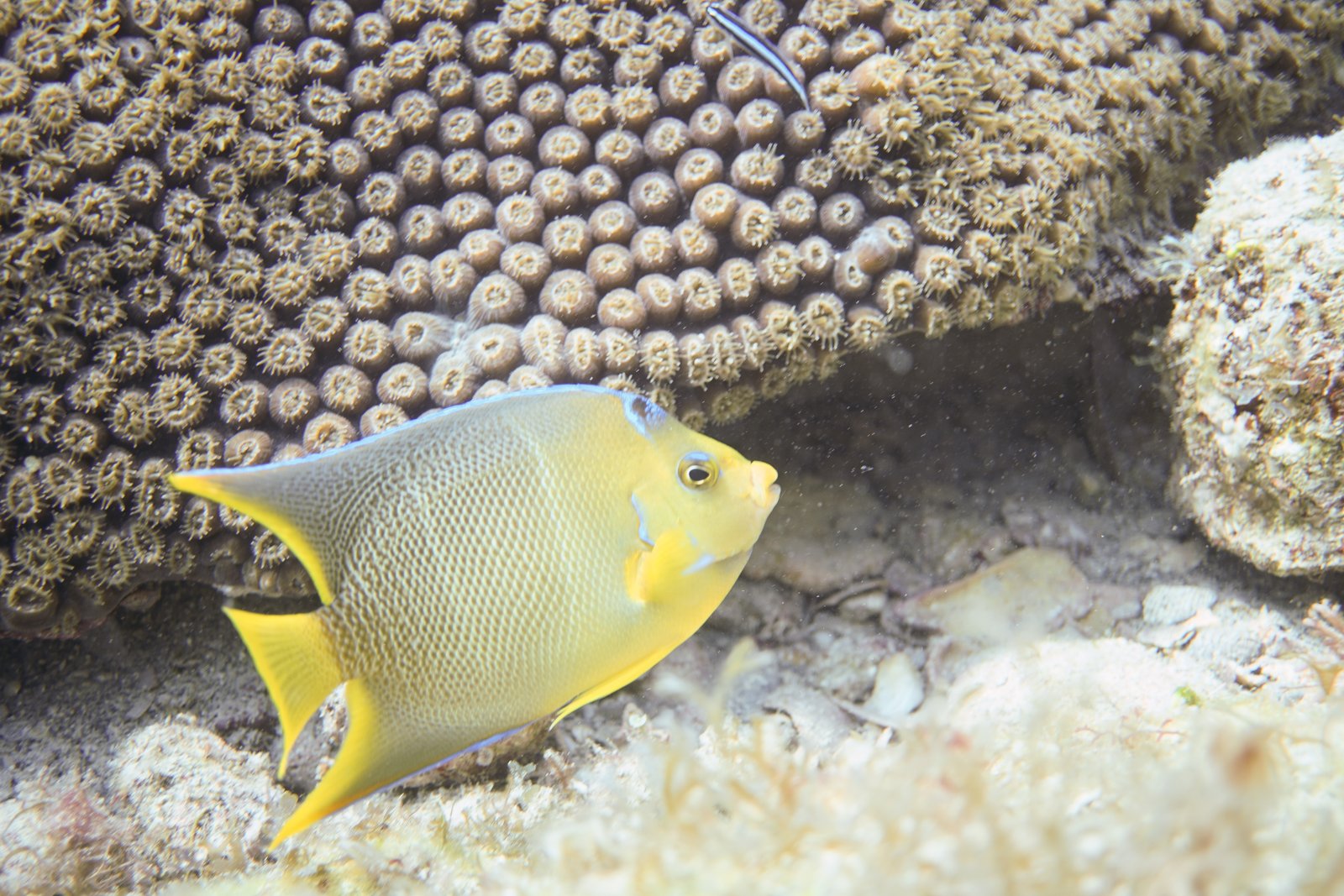 Townsend Angelfish (Hybrid)