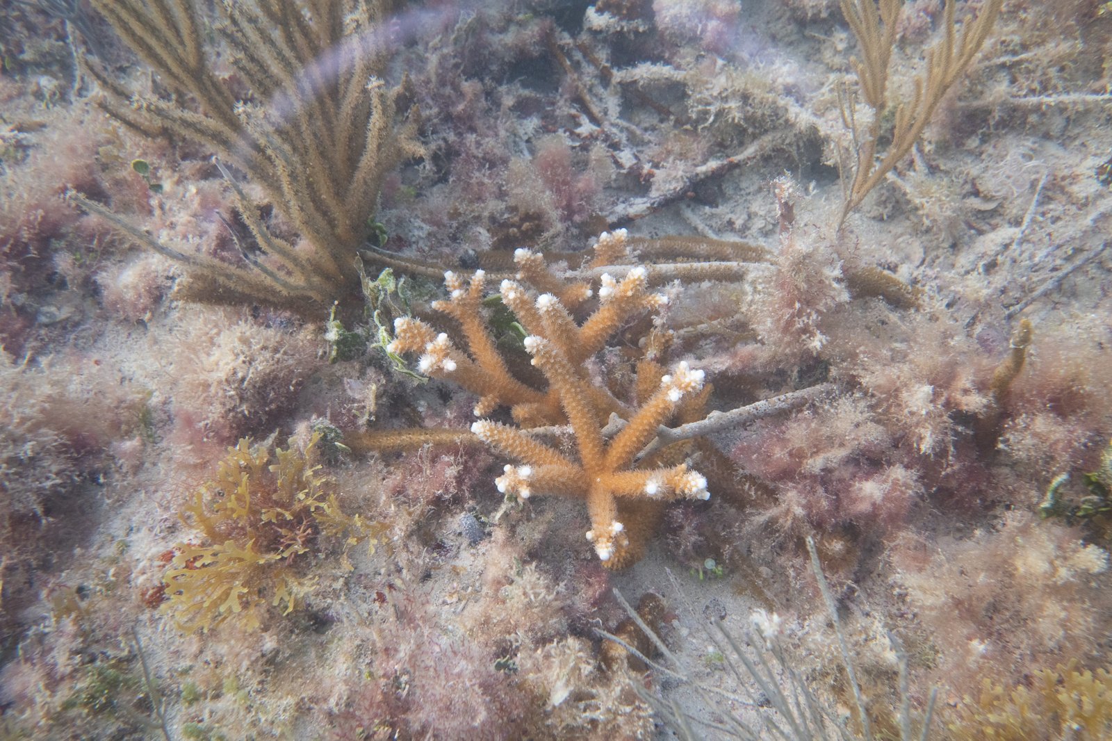 Staghorn Coral