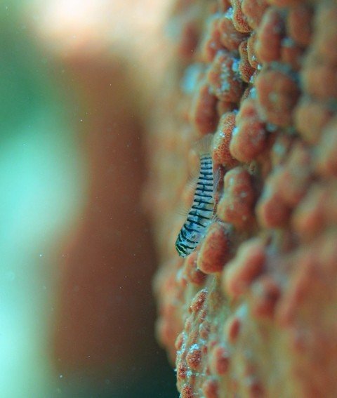 Tiger Goby