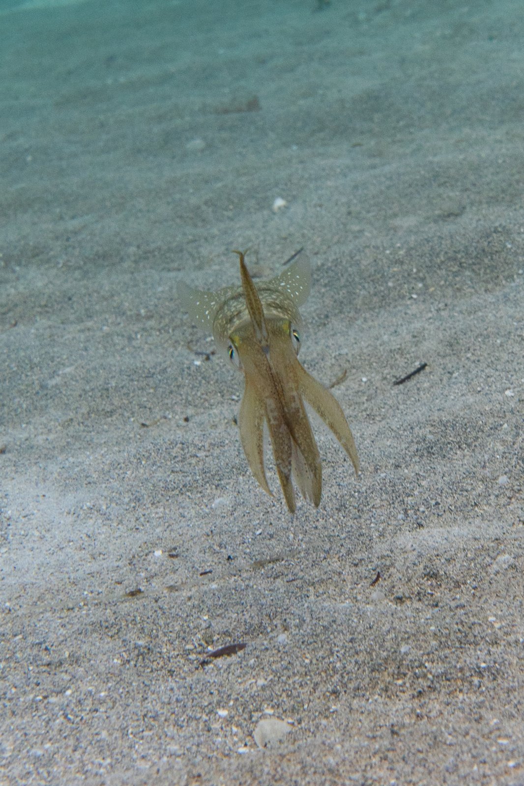Caribbean Squid