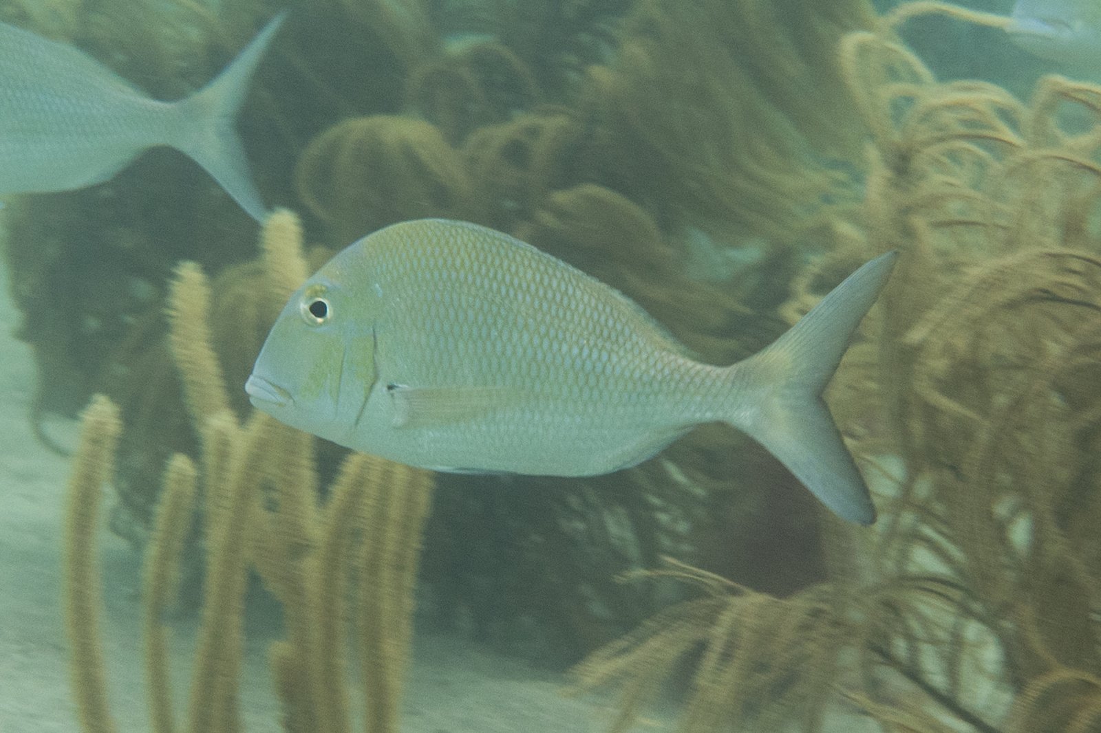 sheepshead porgy