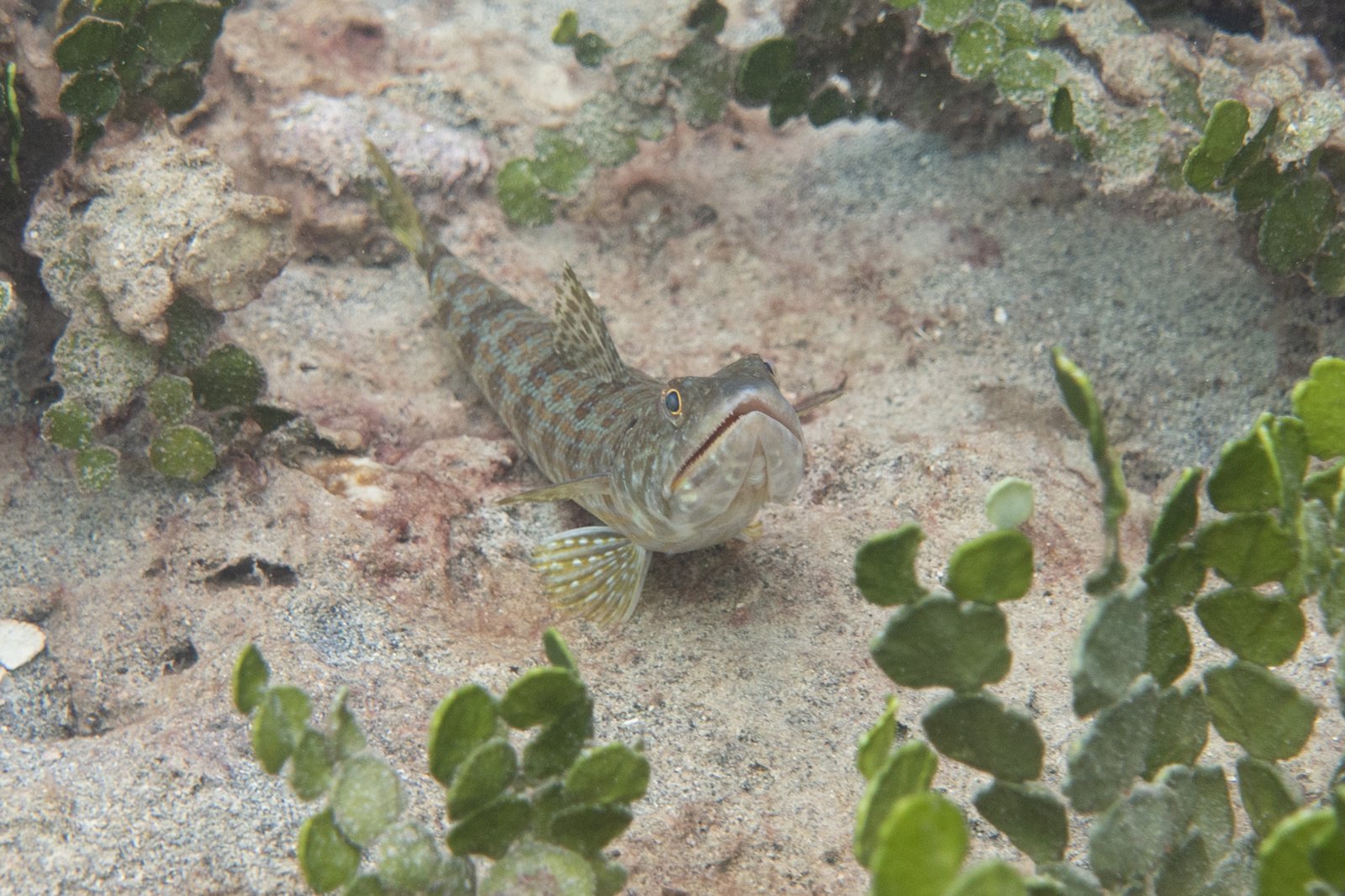 Sanddiver