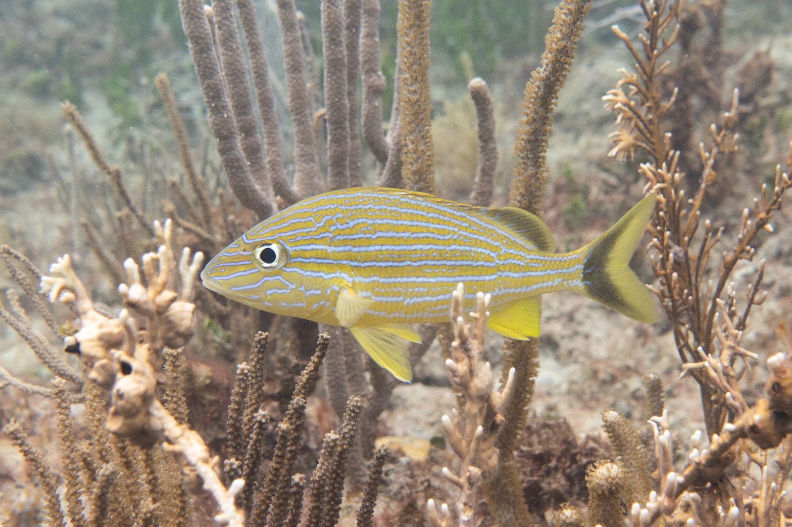 Bluestripe Grunt