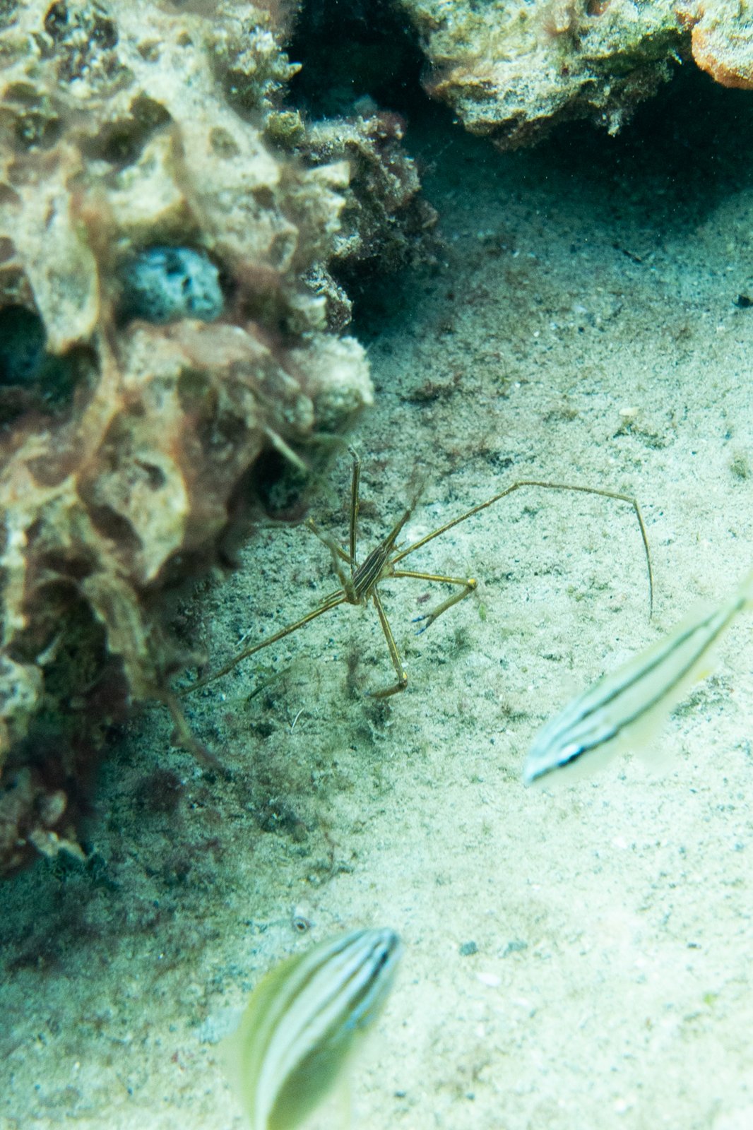 Arrow crab