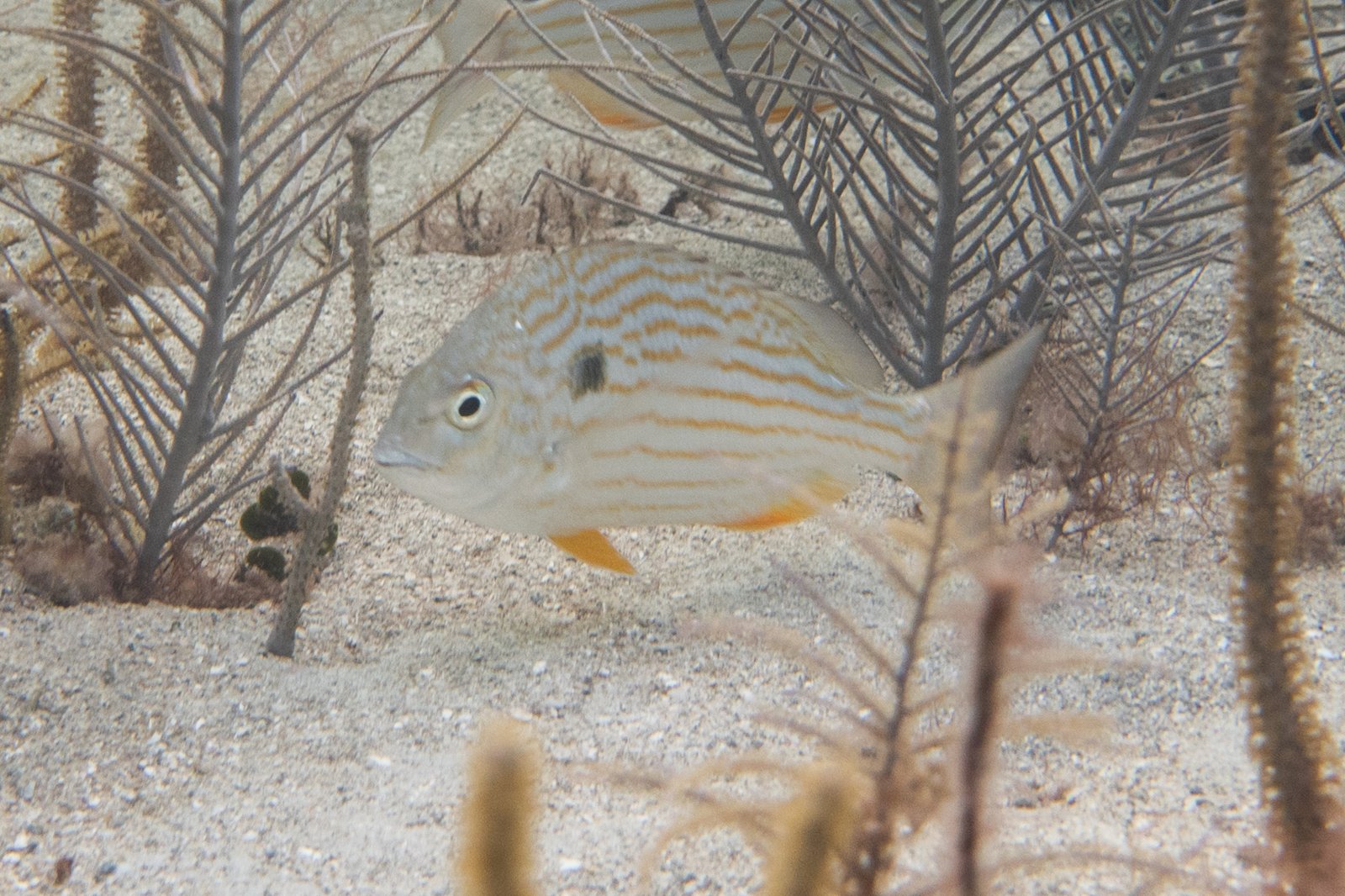 Sea Bream