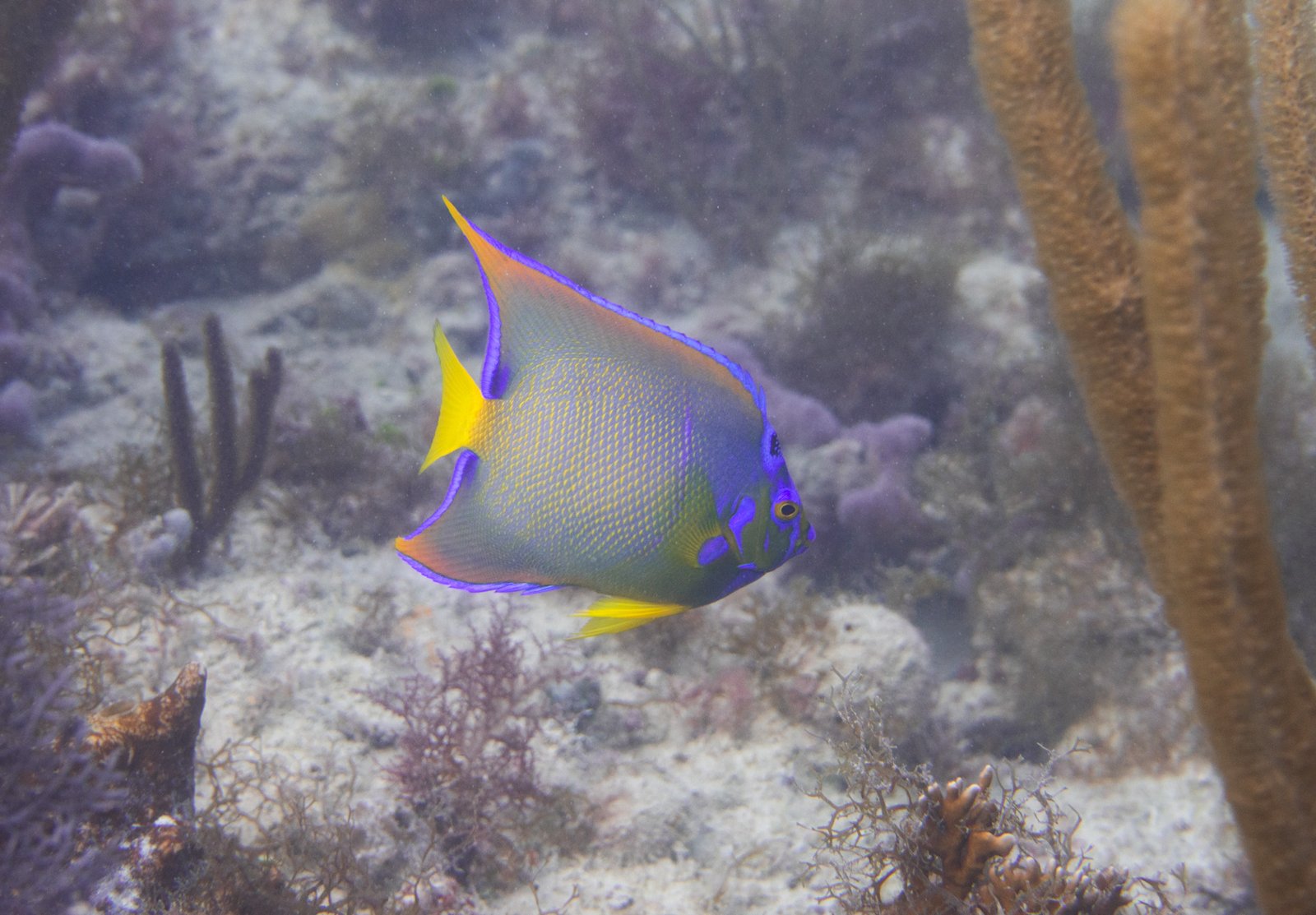 Queen Angelfish