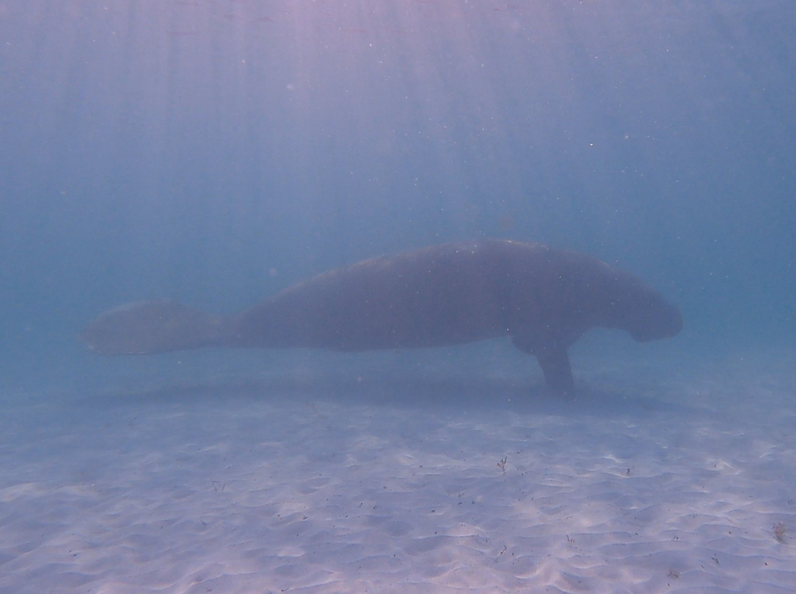 West Indian Manatee