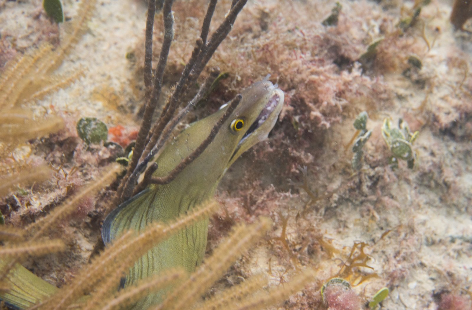 green morary eel