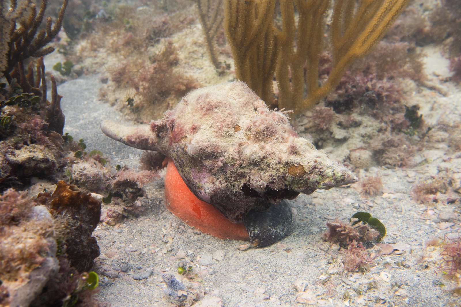 horse conch
