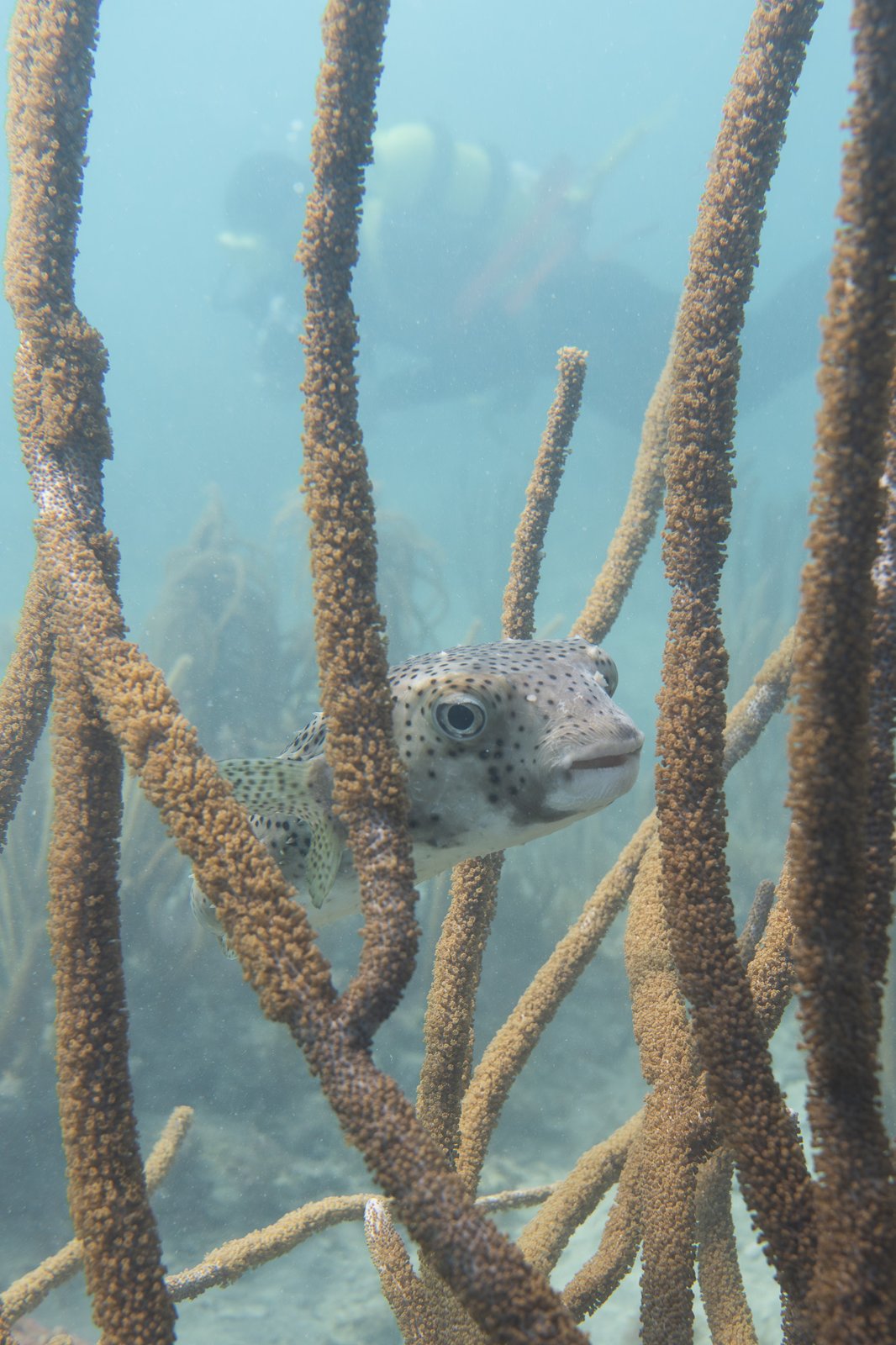 spotfin burr fish