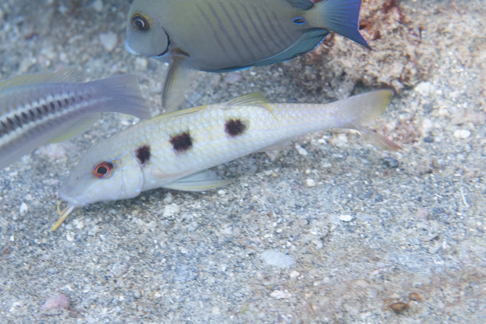 Spotted Goatfish