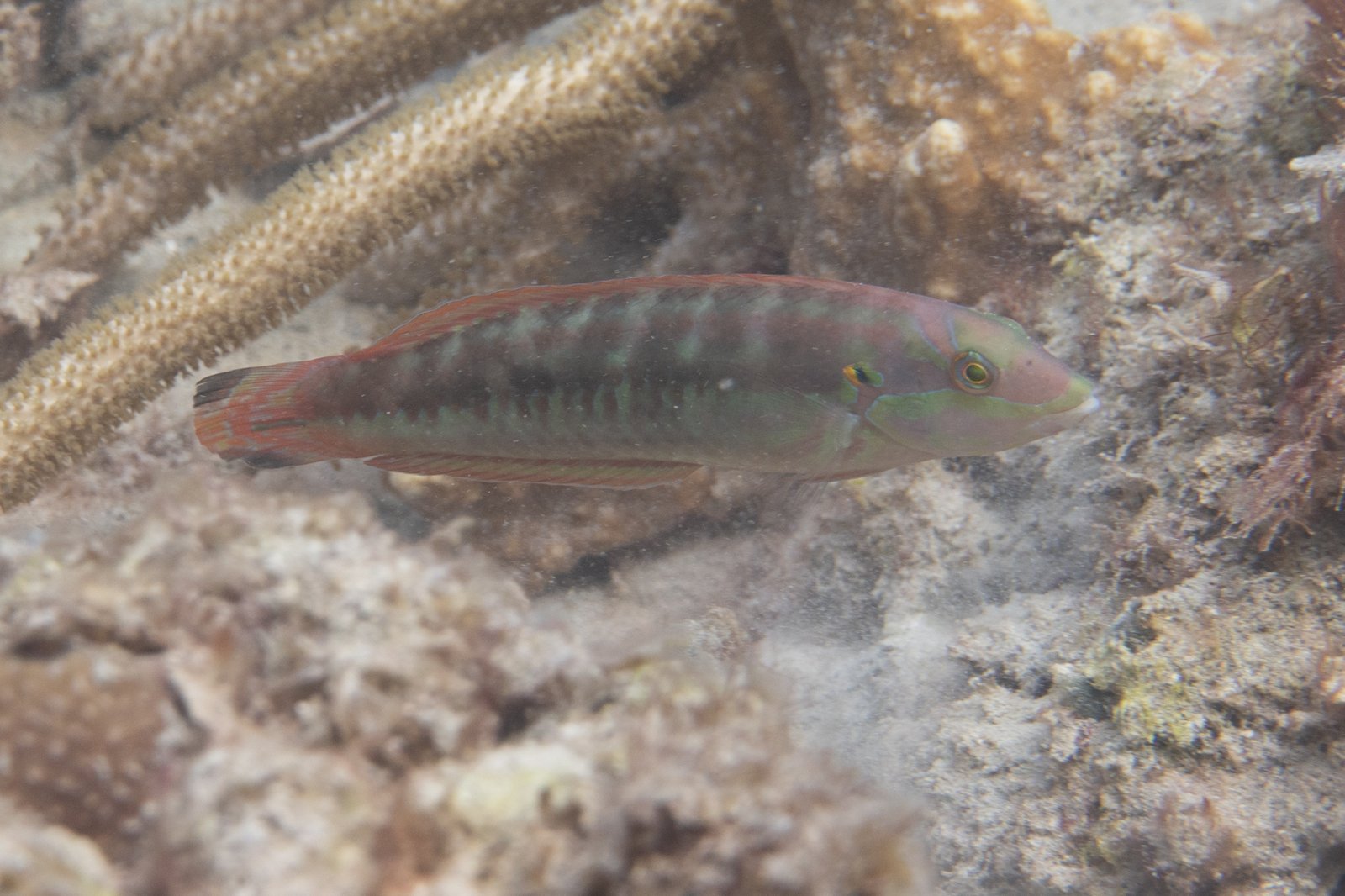 Slippery Dick - Initial Stage