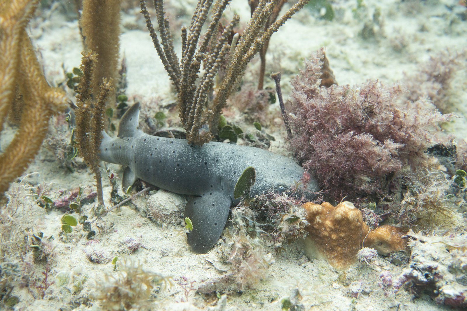 Nurse Shark (juvenile)