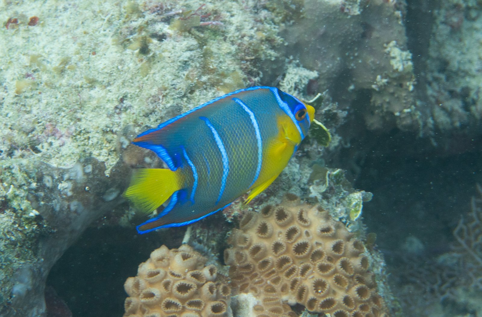 Queen Angelfish (juvenile)