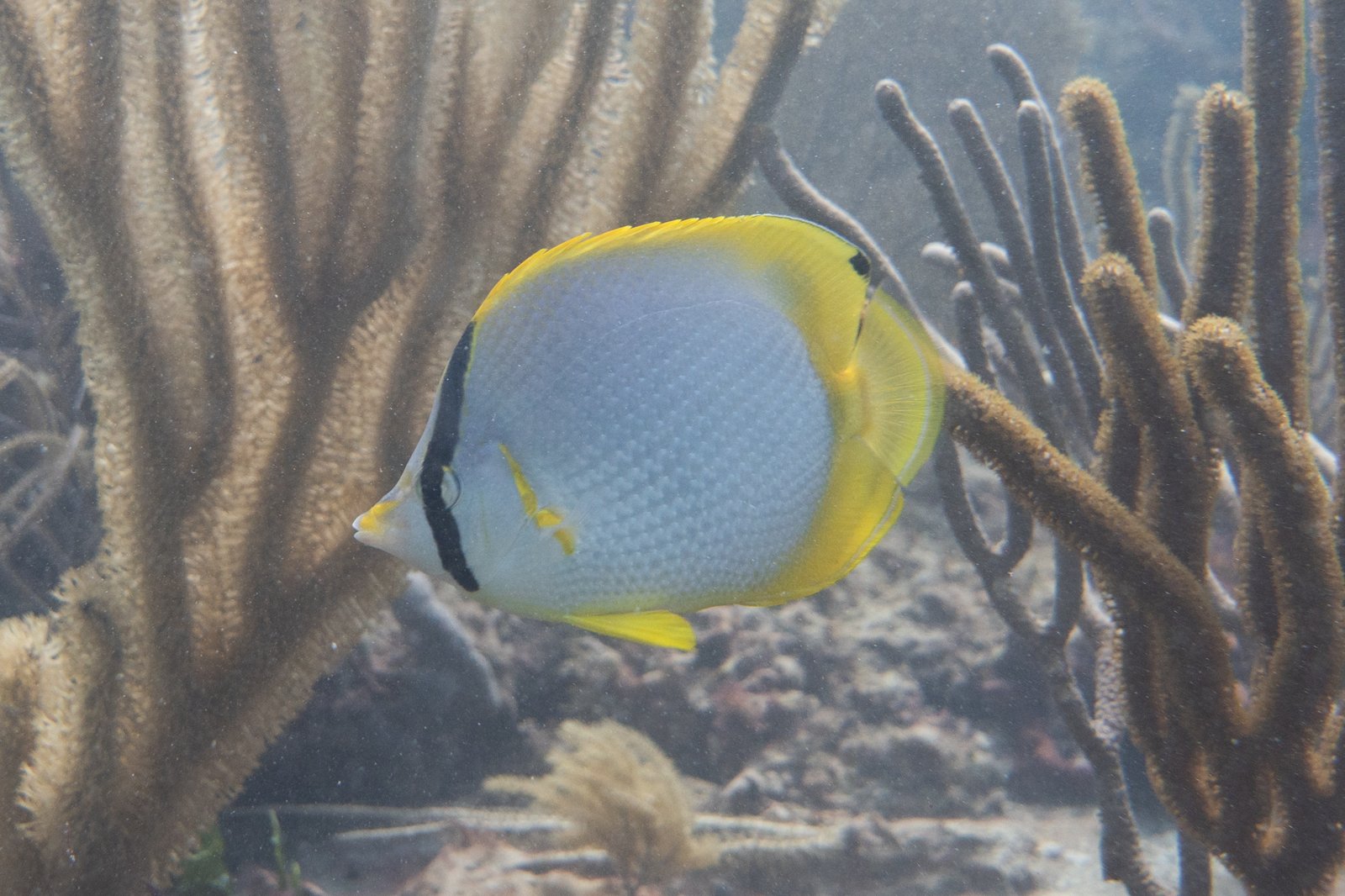 Spotfin Butterflyfish