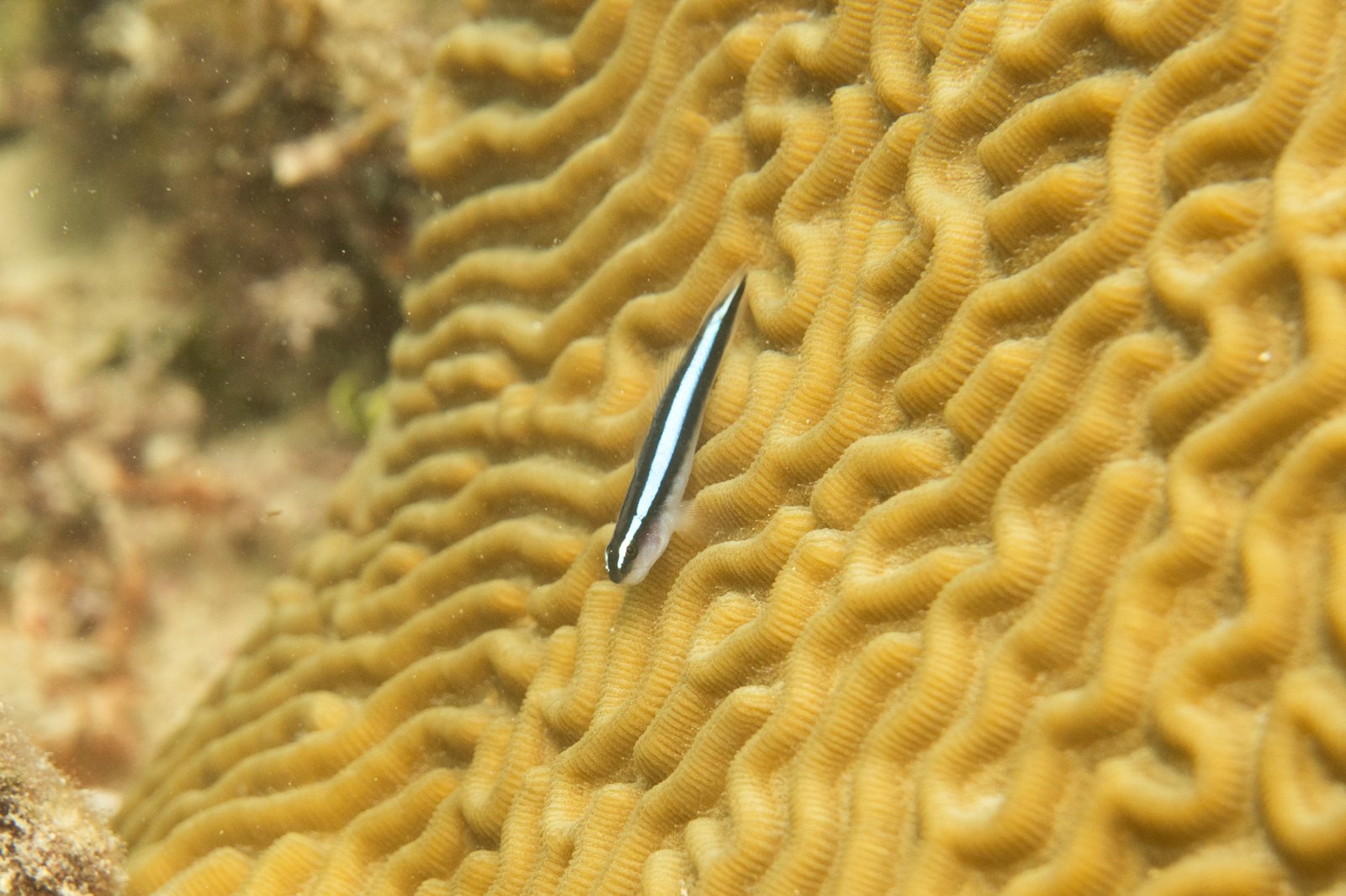 Neon Goby