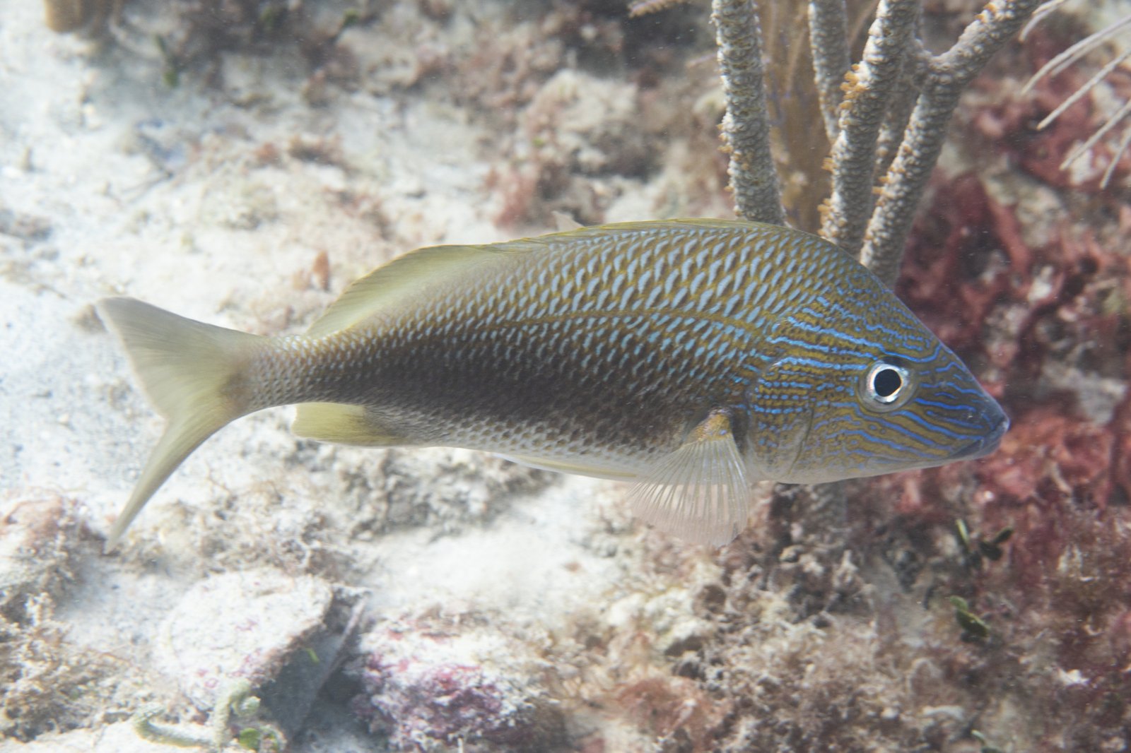 White Grunt