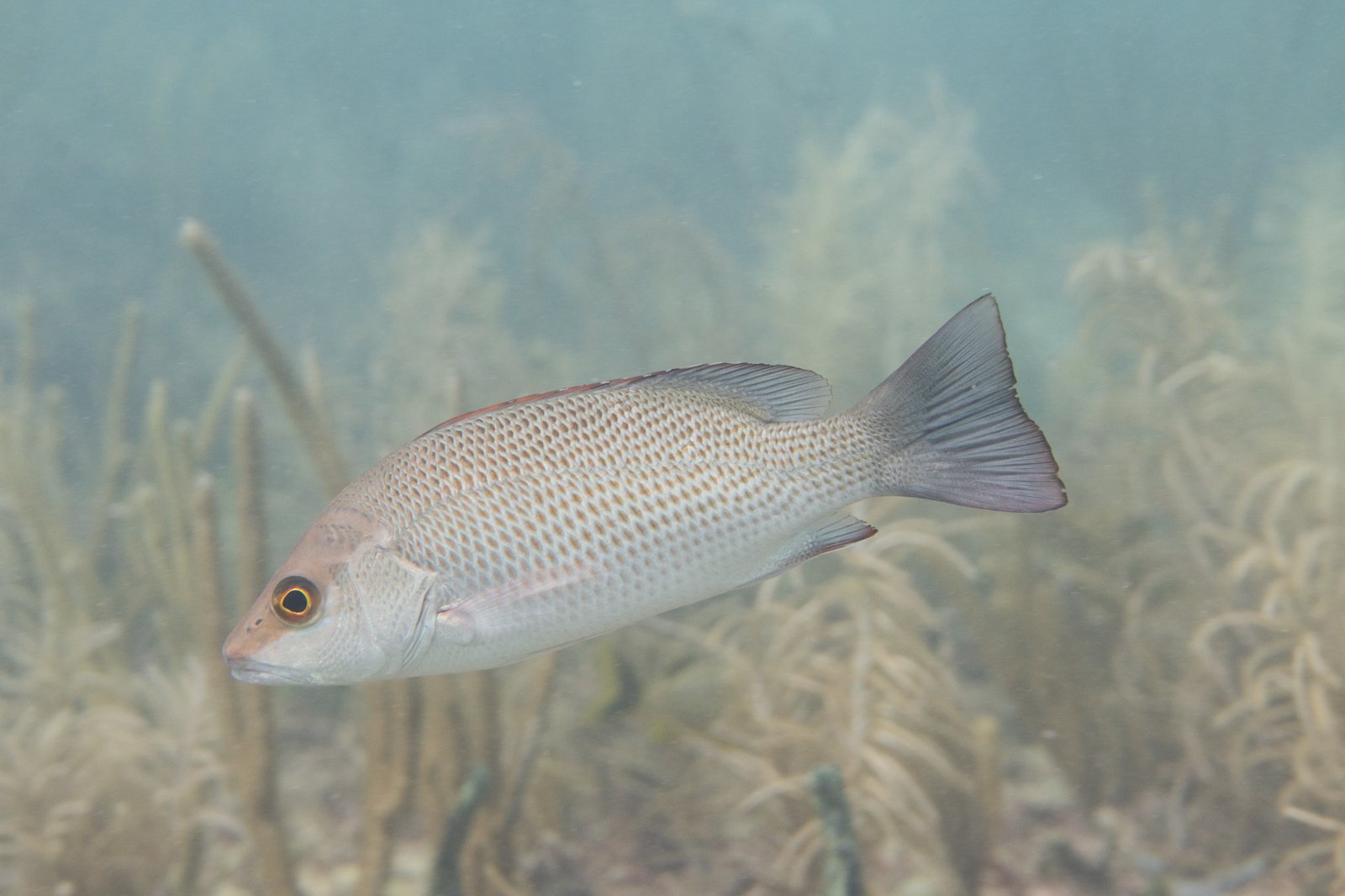 Grey Snapper