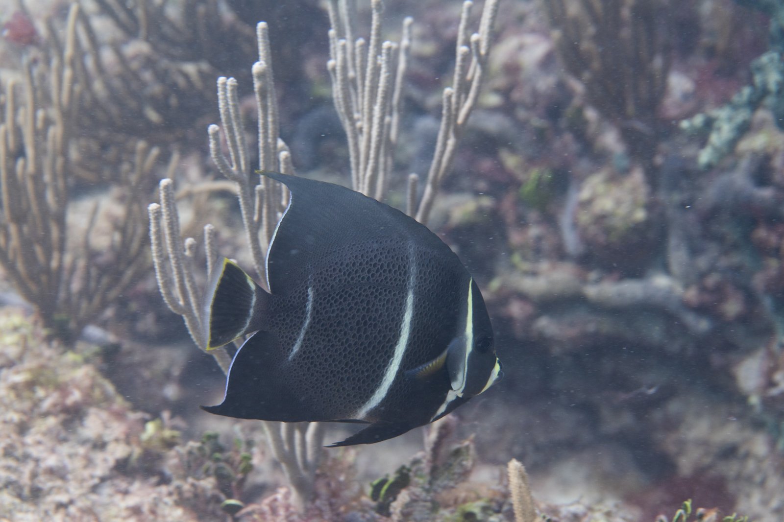 Gray Angelfish (juvenile/subadult)